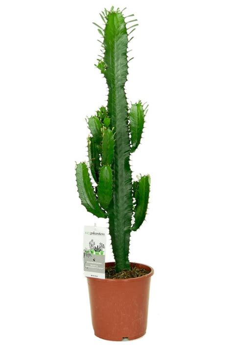 Euphorbia Acruensis Wolfsmelk 70cm Kopen 123plantennl