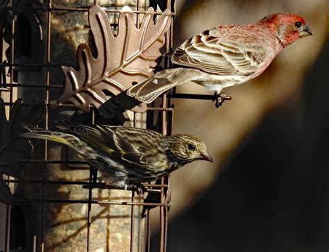 Gbbc Great Backyard Bird Count On Behance