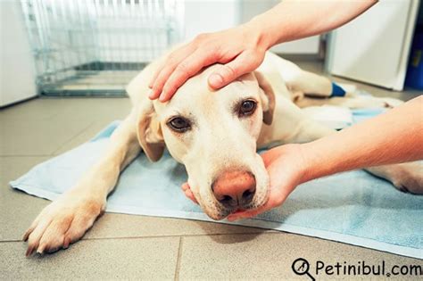 Köpeklerde Epilepsi Belirtileri Ve Tedavisi Petinibul