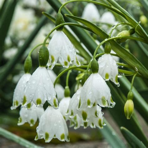 Snowflake Bulbs Always Wholesale Pricing Colorblends