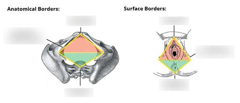 Anatomical And Surface Borders Of The Perineum Diagram Quizlet