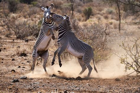 Grevy Zebra Stallions Fighting Stock Image C0483945 Science