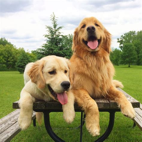 Golden Love Dogs Golden Retriever Golden Retriever Retriever