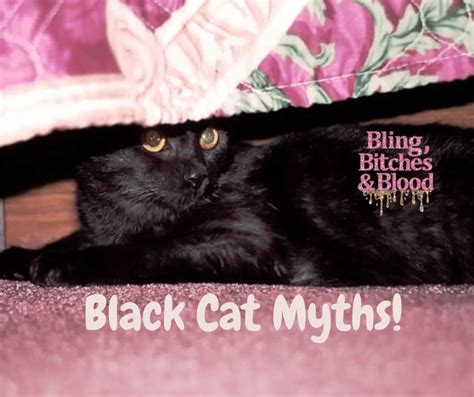 Black Cats And Halloween Cat Myth Teries Explained