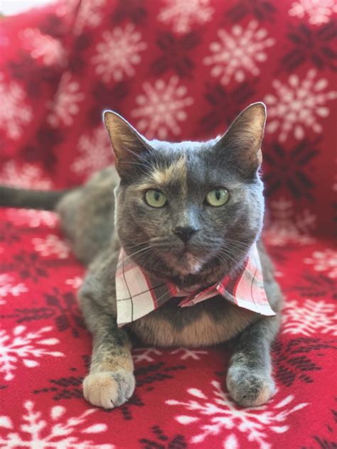 Make This Classy Kitty Collar - Catster