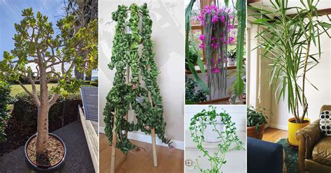 18 Succulents With Long Stems Succulent Plants That Grow Long Stems