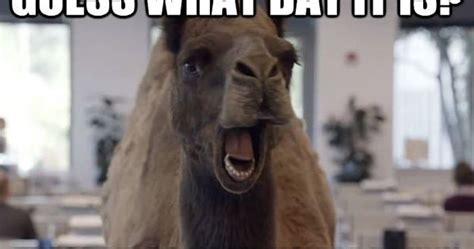 The hump day commercial video on youtube has accrued more than 15 million page views since the geico unit of berkshire hathaway inc. funny camel hump day pictures for facebook | what day it ...