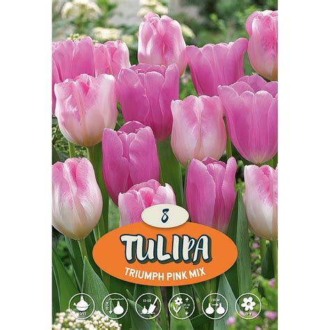 Triumph Tulpe Mix Rosa Kaufen Bei OBI