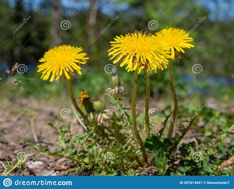 Macro Photo Of A Dandelion Plant Dandelion Plant With A Fluffy Yellow