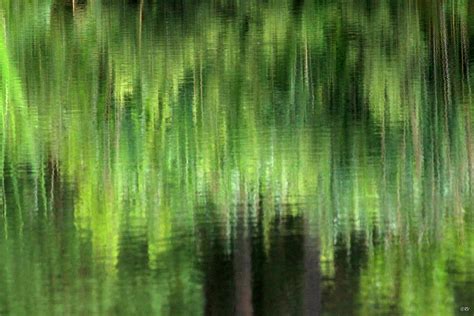 Wallpaper Reflections Forest Water Lake Tree Green Nature
