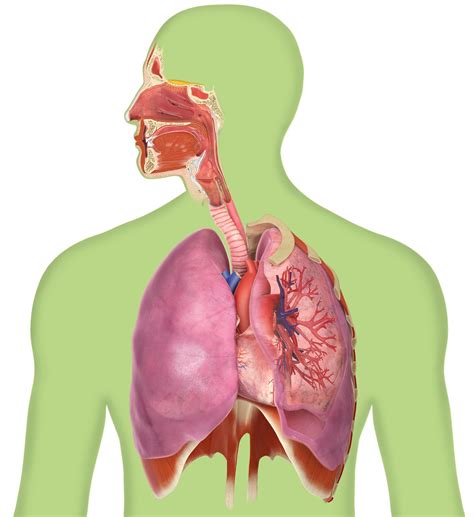 Lungs And Breathing Fun Facts For Kids Dk Find Out Body Systems