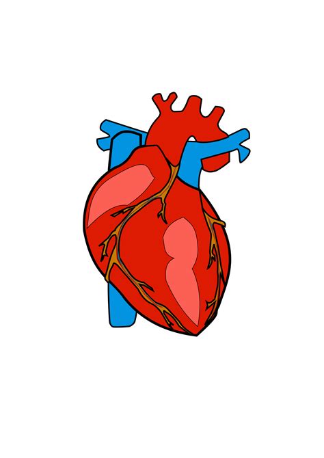 Human Heart Drawing Png Svg Free Library Anatomical Heart Drawing