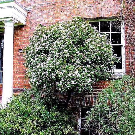 Viburnum Tinus ‘french White Viburnum Plants Garden