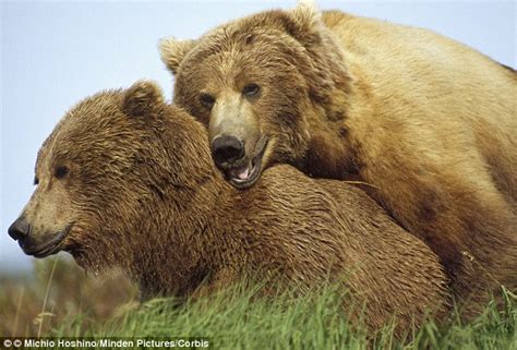 Bears Are Promiscuous When Seeking A Mate And Will Murder For Sex