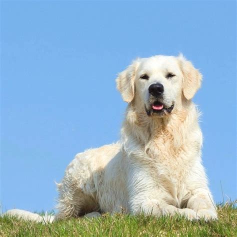 Stunning Shades Why Golden Retrievers Come In So Many Different Colors