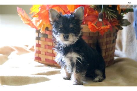 Chorkie Puppies For Sale From Reputable Dog Breeders