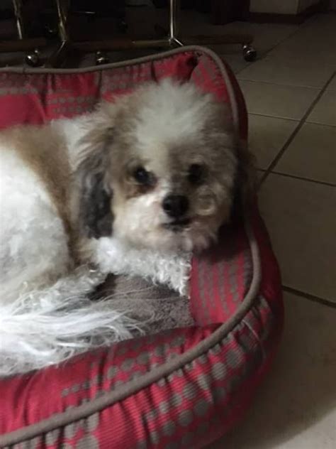 One is a female born august two thousand six and one is a male born may two thousand seven. Shih-Poo dog for Adoption in Colorado Springs , CO. ADN-474423 on PuppyFinder.com Gender: Male ...