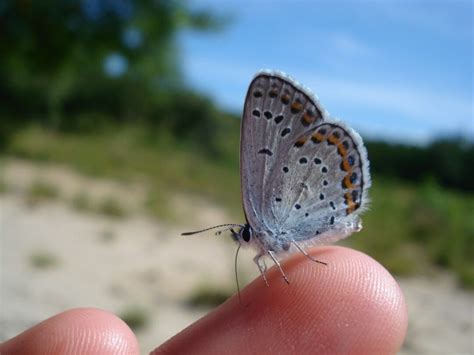 Spotlight News Karner Blue Butterfly Continues To Thrive