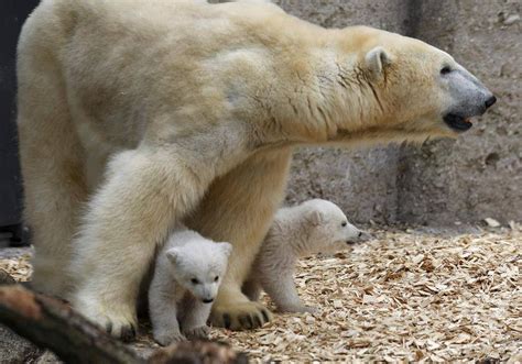 In Pictures Polar Bear Cubs Make Their Debut The Globe And Mail