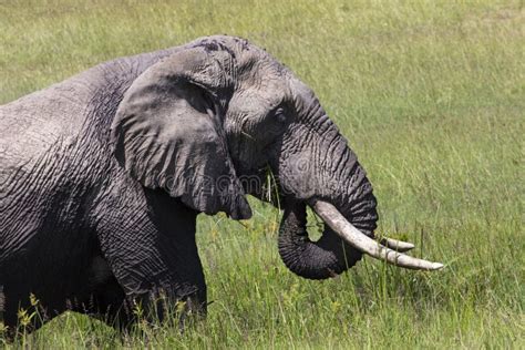 Huge African Elephant Bull In The Tarangire National Park Tanzania
