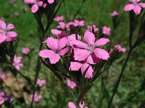 Deptford Pink