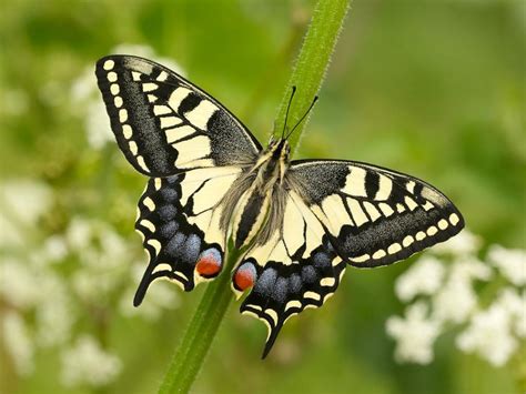 Swallowtail Butterfly Conservation