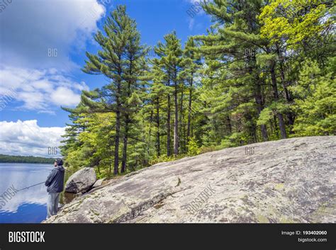 Tall Pine Forest Image And Photo Free Trial Bigstock
