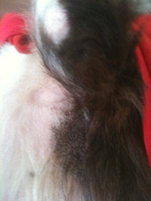 Basically, if the offending strand is removed, or dislodged from under the skin, the other discomfort that comes with it namely. Red dots under dog's armpit area with black scaly looking ...