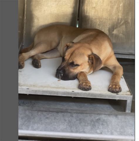 Puppy Is Sick And He Is On The List Of Dogs To Be Euthanized