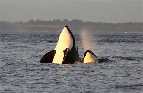 Orca Pods Put On A Show As They Play In The Salish Sea San Juan