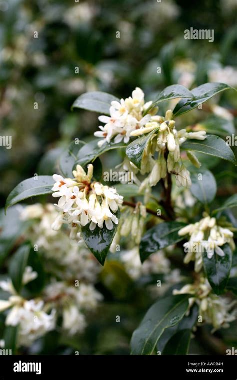 Osmanthus Burkwoodii Hi Res Stock Photography And Images Alamy