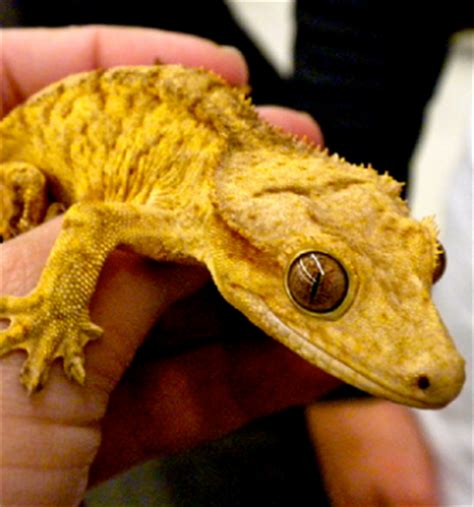 These below lizard species have been ranked by size, ease of care care and maintenance is fairly easy. 4 Best Pet Lizards - ClubFauna