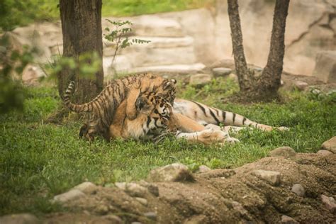 Columbus Zoo Tiger Cubs Make Their Public Debut Photos Wtte