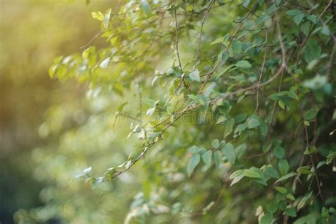 Closeup Nature View Of Green Leaf On Blurred Greenery Background Stock