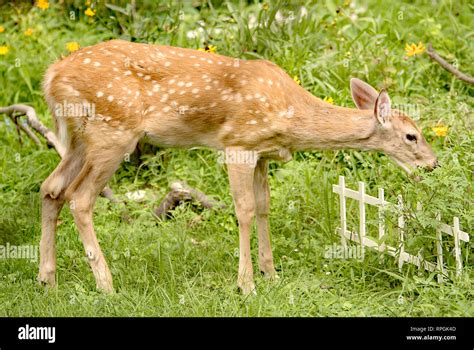 White Tailed Deer Fawn Eating Garden Plants Hi Res Stock Photography