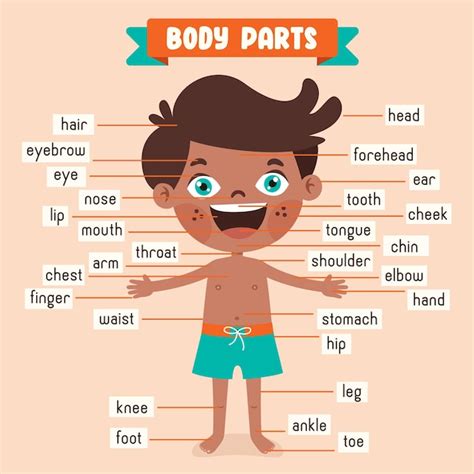 Dibujo De Dibujos Animados De Partes Del Cuerpo Humano Vector Premium