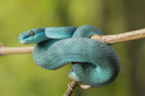 Blue Insularis Snake Trimeresurus Insularis White Lipped Island Pit