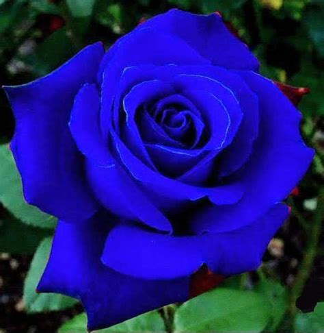 Pin By Janet Ferguson On Rose Beautiful Roses Flowers Blue Roses