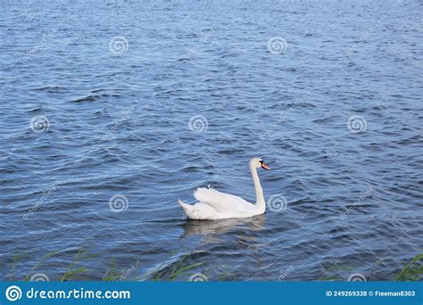 Lonely White Swan Background Blue Lake Water Stock Photo Image Of