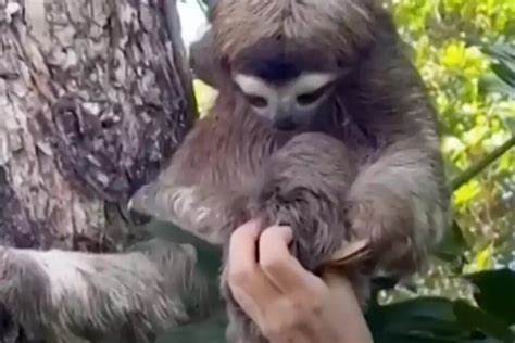 Vídeo filhote de bicho preguiça reencontra a mãe e viraliza na web