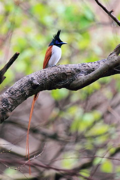 asian paradise flycatcher terpsiphone paradisi explore… flickr