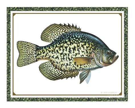 Crappie Print Painting By Jq Licensing Fine Art America