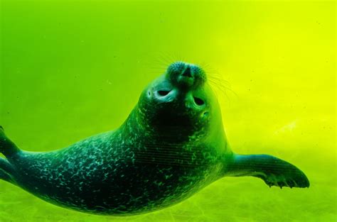 Free Images Cute Diving Swim Green Biology Sea Lion Marine Life