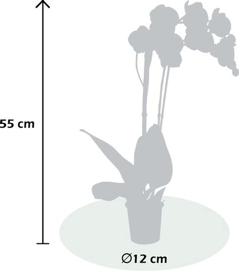 Orchideeën van Botanicly 2 Maanorchidee roze en wit Hoogte 65 cm