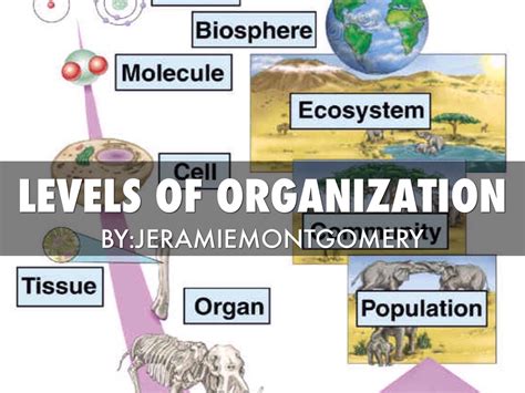 Levels Of Organization By Jeramie Montgomery