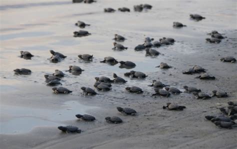 Sea Turtles On Florida Beaches Its Nesting Season