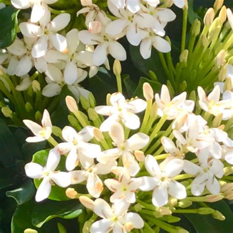 Quadro vaso con fiori bianchi foglie oro. Fiori Bianchi Da Vaso - Fiori Da Balcone Le Specie Piu ...