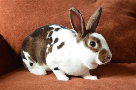 5 Popular Rabbit Breeds For Families Petland Texas