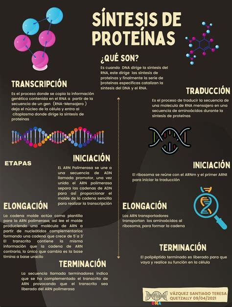 Síntesis De Proteínas Notas De Biología Clase De Biología Enseñanza