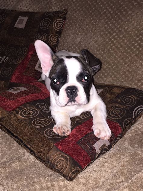 Our frenchie puppy has suddenly gotten one floppy ear, adds to her ...